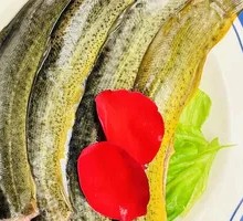 Freshly Killed Eel