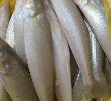 Fresh Sardine
