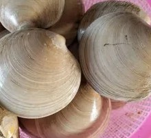 Large White Clam