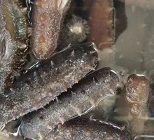 Steamed Sea Cucumber