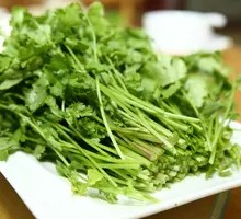 Cilantro