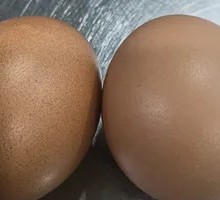 Boiled Egg