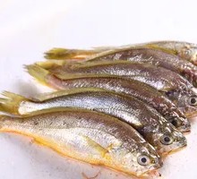 Mackerel