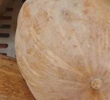 Pumpkin