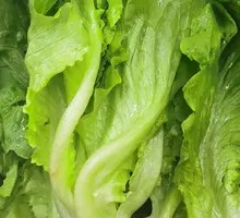 Lettuce