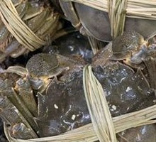 Yangcheng Lake Crab