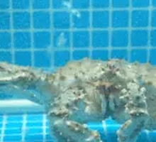 King Crab