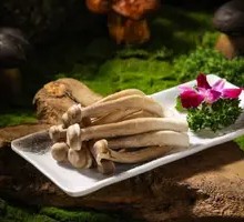Antler Mushroom