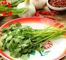 Cilantro
