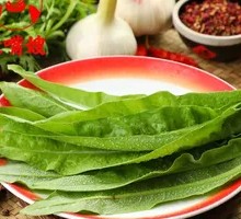 Oilseed lettuce