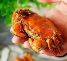 Steamed Female Yangcheng Lake Crab