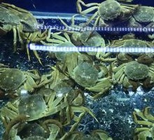 Signature Crab