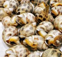 Steamed Flower Snail