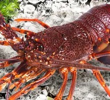 Fresh Australian Lobster