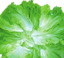 Lettuce