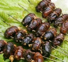 Silkworm pupae