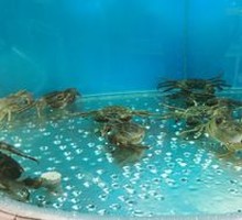 June Yellow Crab
