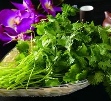 Cilantro