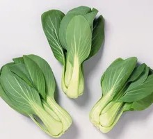 Baby Bok Choy
