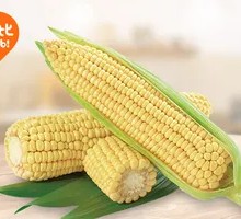 Black Land Sweet Sticky Corn