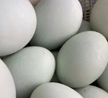 Fresh Salted Egg Yolk