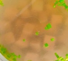Blood Soup