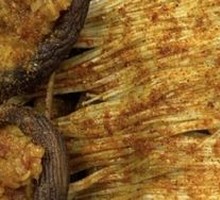 Grilled Enoki Mushrooms