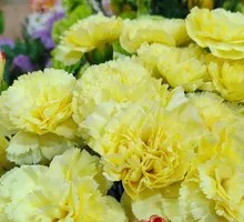 Carnation