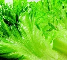 Lettuce