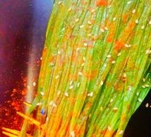 Xiao Qiao Grilled Leeks