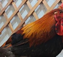 Yangshan Spayed Chicken (Pre-order)