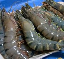 Nine-jointed Shrimp