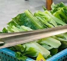 Oilseed lettuce
