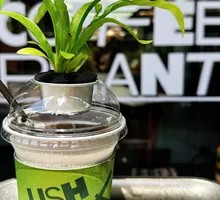 Sometimes Summer Plant Cup