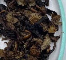 Northeast Wild Mushroom