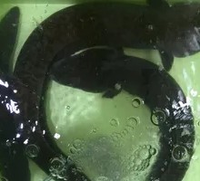 Refreshing Eel