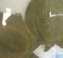 Stewed Snail and Big Fish