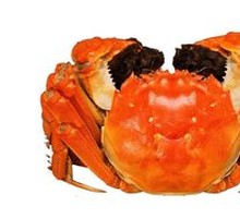 Freshwater Crab Gift Box D Style