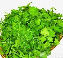 Cilantro