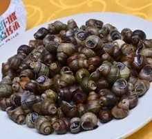 Stone Snail