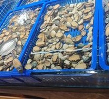 Abalone