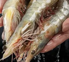 Prawn