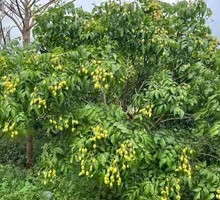 Yellow Skin Fruit Dish