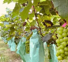 Green Grape
