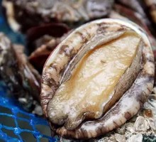 Small Abalone
