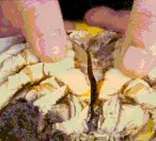 Special Crab