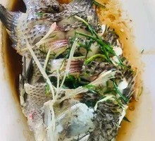 Tilapia