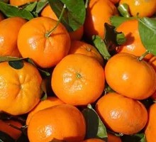 Orange Delight