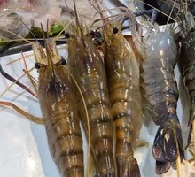 Fresh Macrobrachium rosenbergii