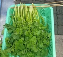 Grilled Cilantro